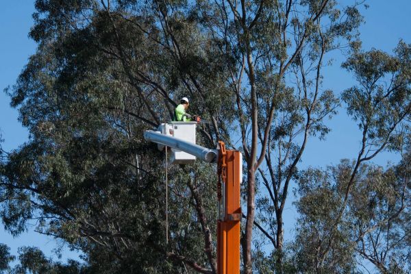 Santa Fe Tree Trimming